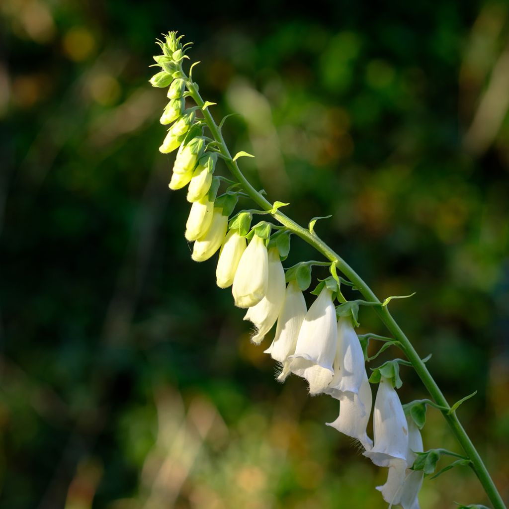 Digitalis purpurea Alba