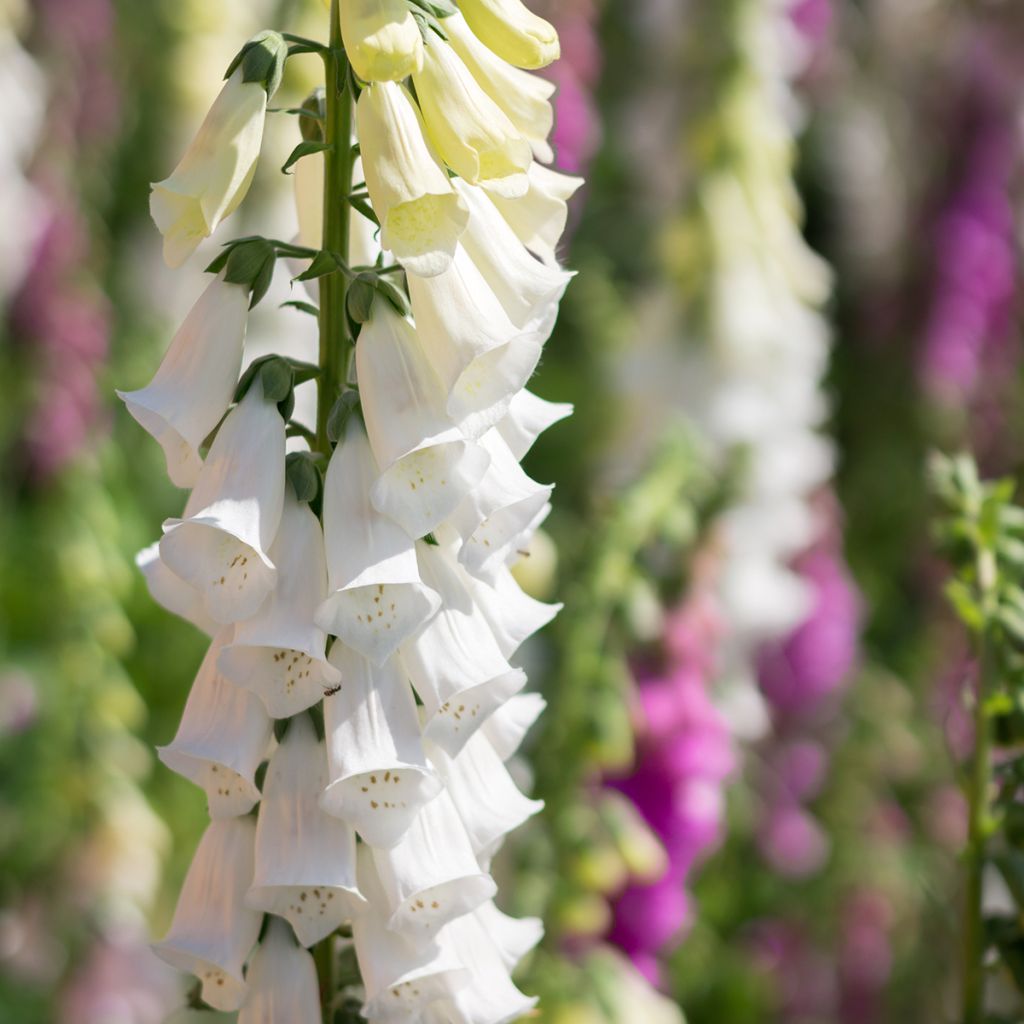 Digitalis purpurea Alba