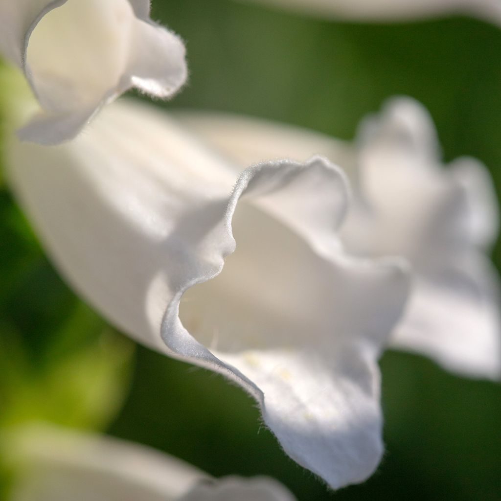 Digitalis purpurea Alba