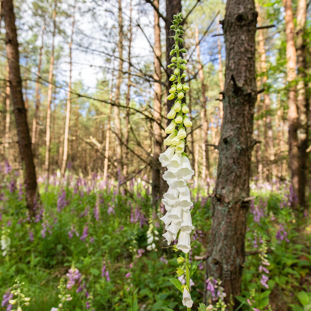 Digitalis purpurea Alba