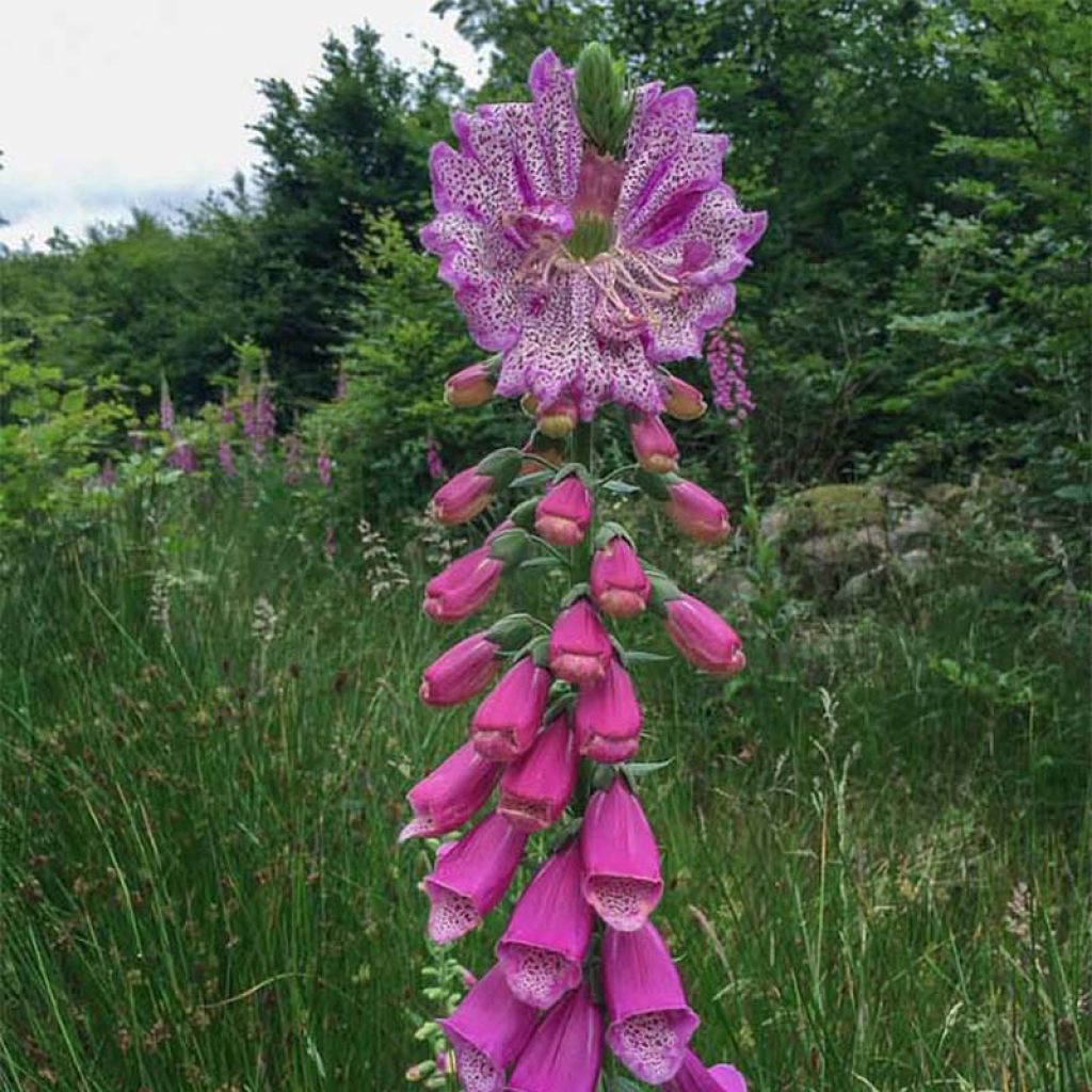 Digitalis purpurea Monstrosa