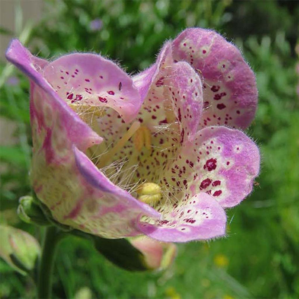 Digitalis purpurea Monstrosa