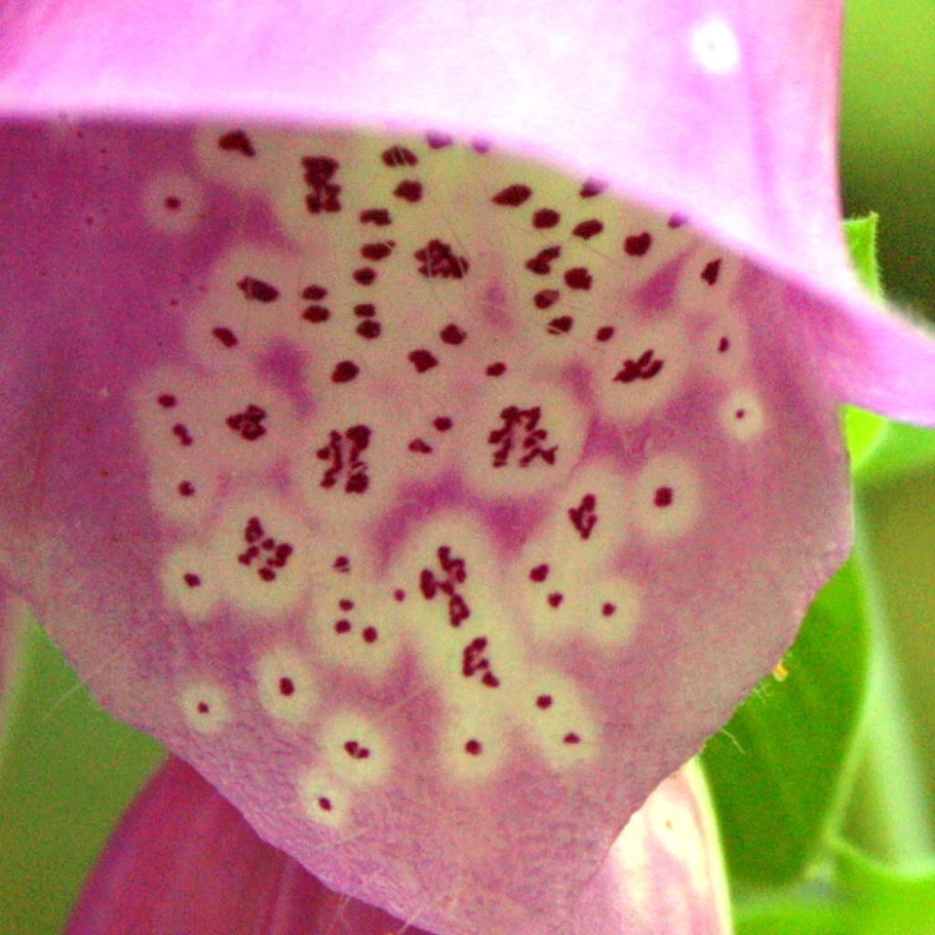 Digitale, Digitalis purpurea ssp. nevadensis