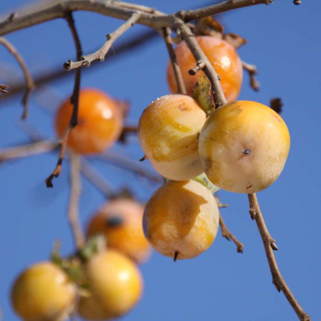 Diospyros virginiana SAA Pieper - Plaqueminier de Virginie