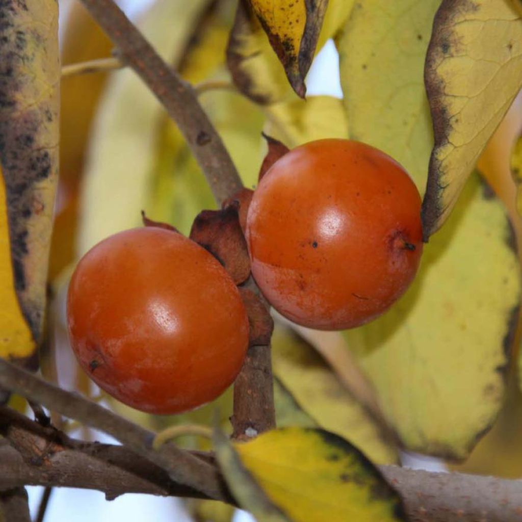 Diospyros virginiana SAA Pieper - Plaqueminier de Virginie