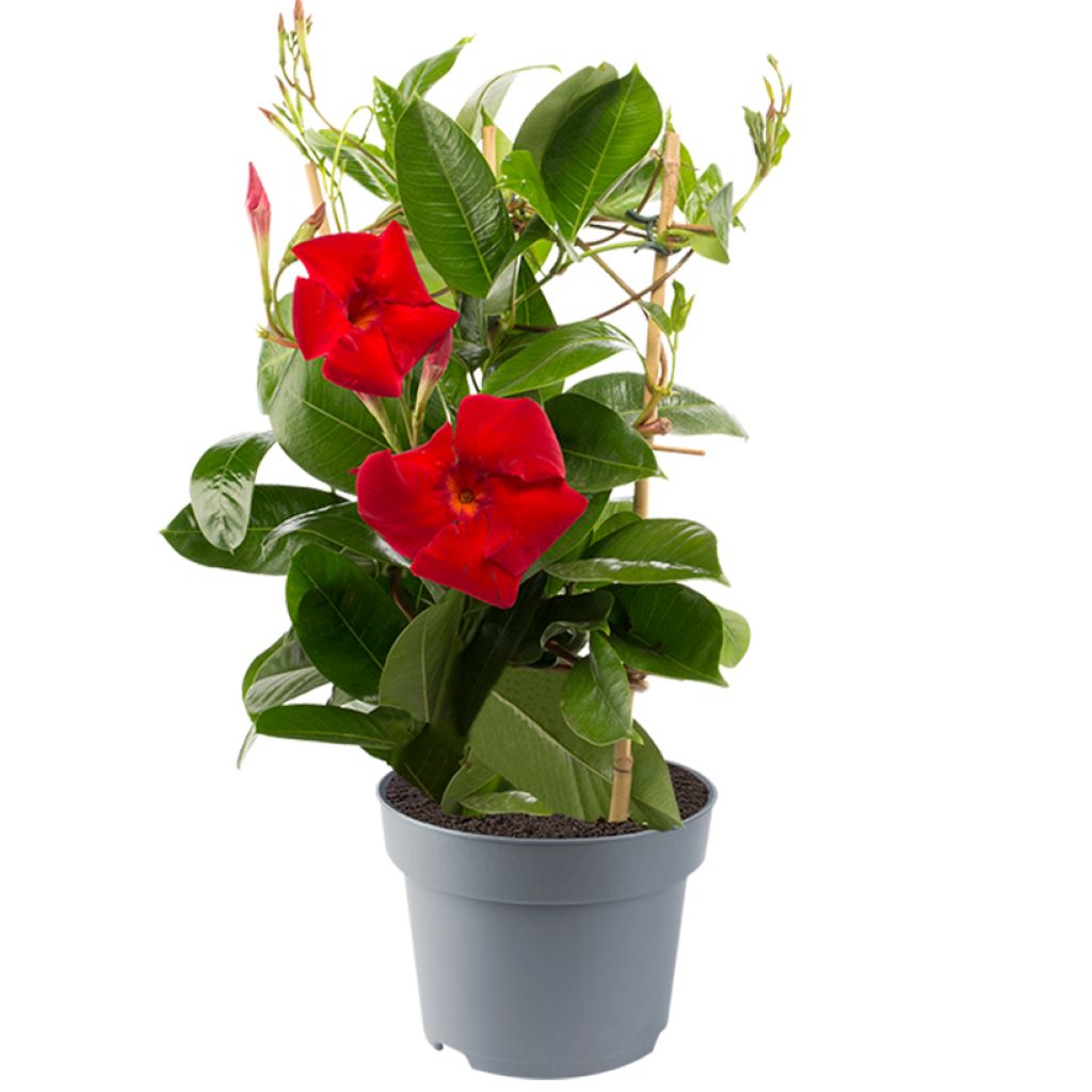 Dipladenia Diamantina Jade XXL Red - Mandevilla