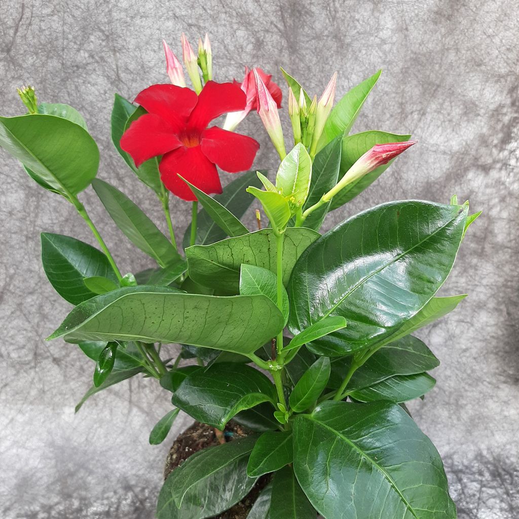 Dipladenia Diamantina Jade XXL Red - Mandevilla