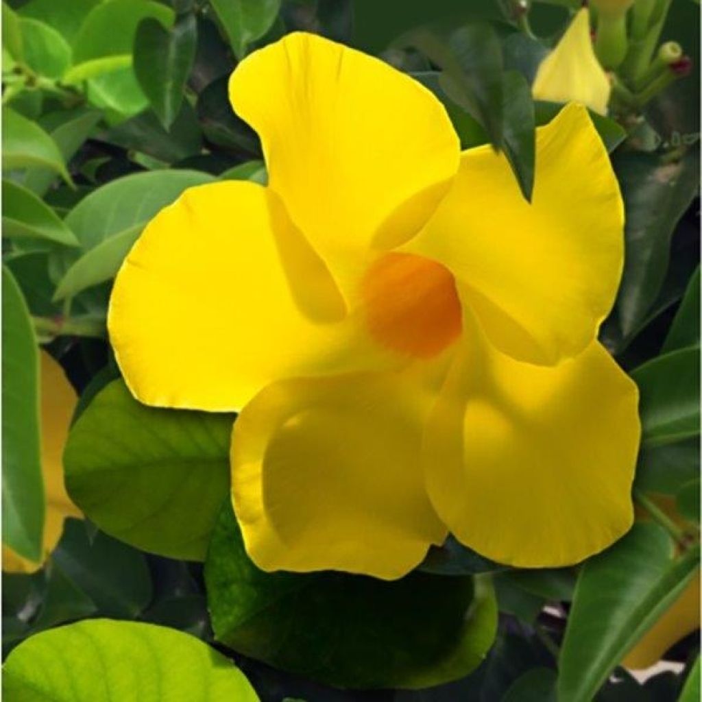 Dipladenia Diamantina Opale Citrine 2.0 - Mandevilla