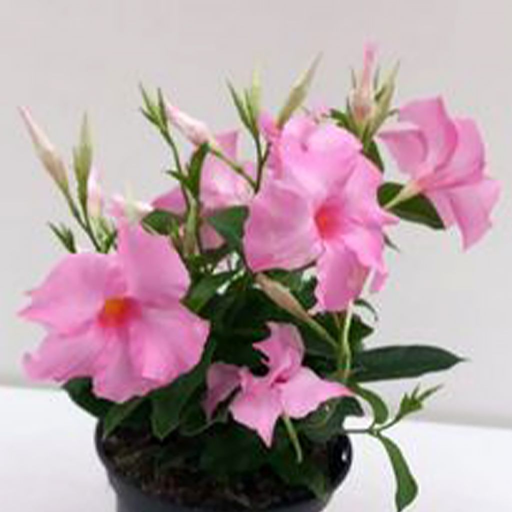 Dipladenia Diamantina Tourmaline Pink - Mandevilla