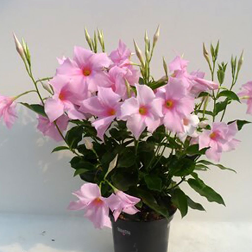 Dipladenia Diamantina Tourmaline Pink - Mandevilla