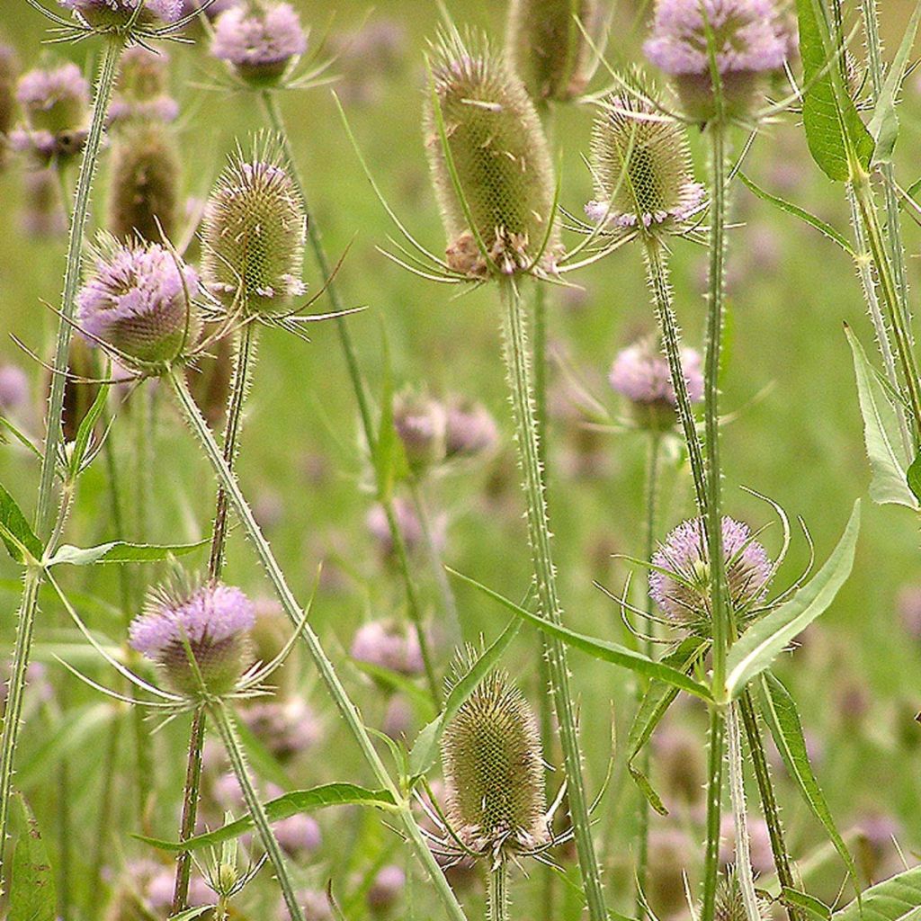 Dipsacus fullonum - Cardère sauvage - Cabaret des oiseaux