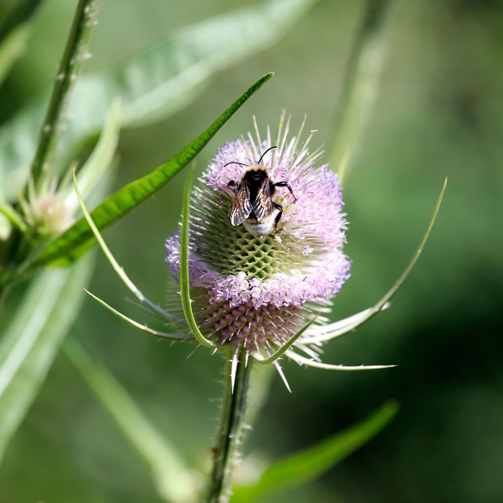 Dipsacus fullonum - Cardo teñidor