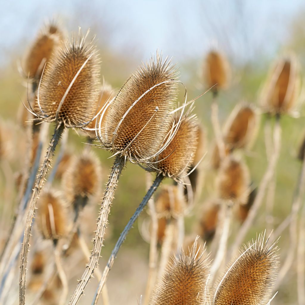 Dipsacus fullonum - Cardo teñidor