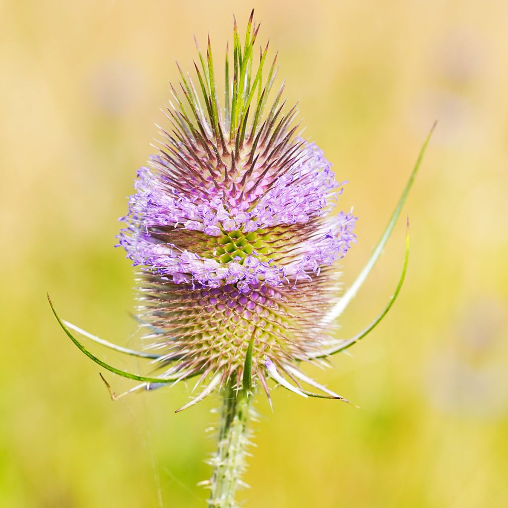 Dipsacus fullonum - Cardo teñidor