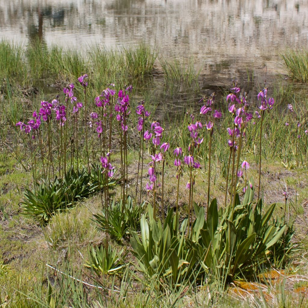 Dodecatheon jeffreyi Rotlicht, Gyroselle