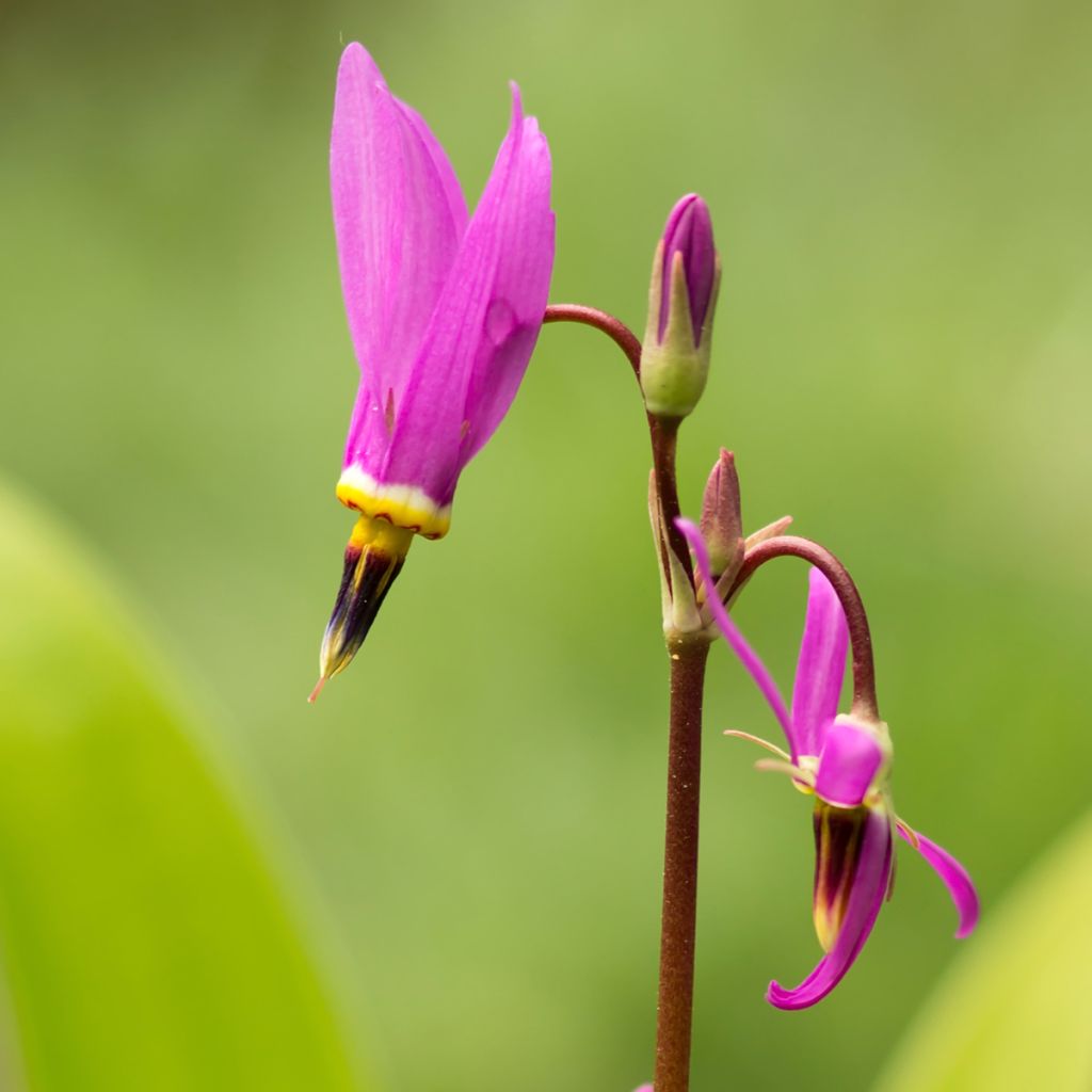 Dodecatheon meadia - Primula de las praderas