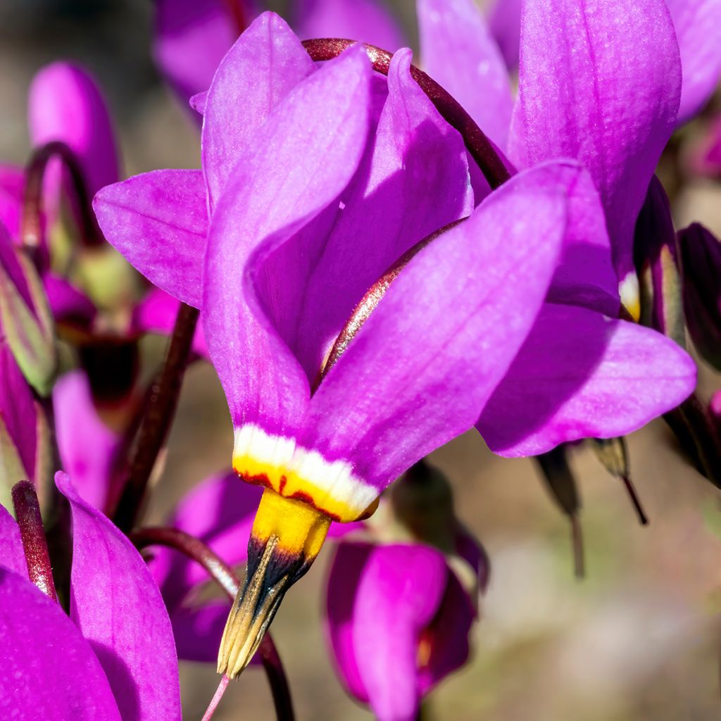 Dodecatheon meadia - Primula de las praderas