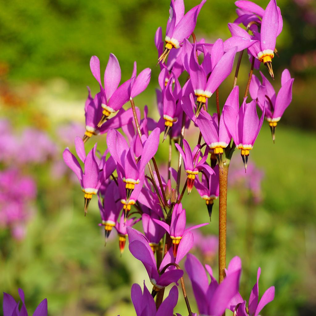 Dodecatheon meadia - Primula de las praderas