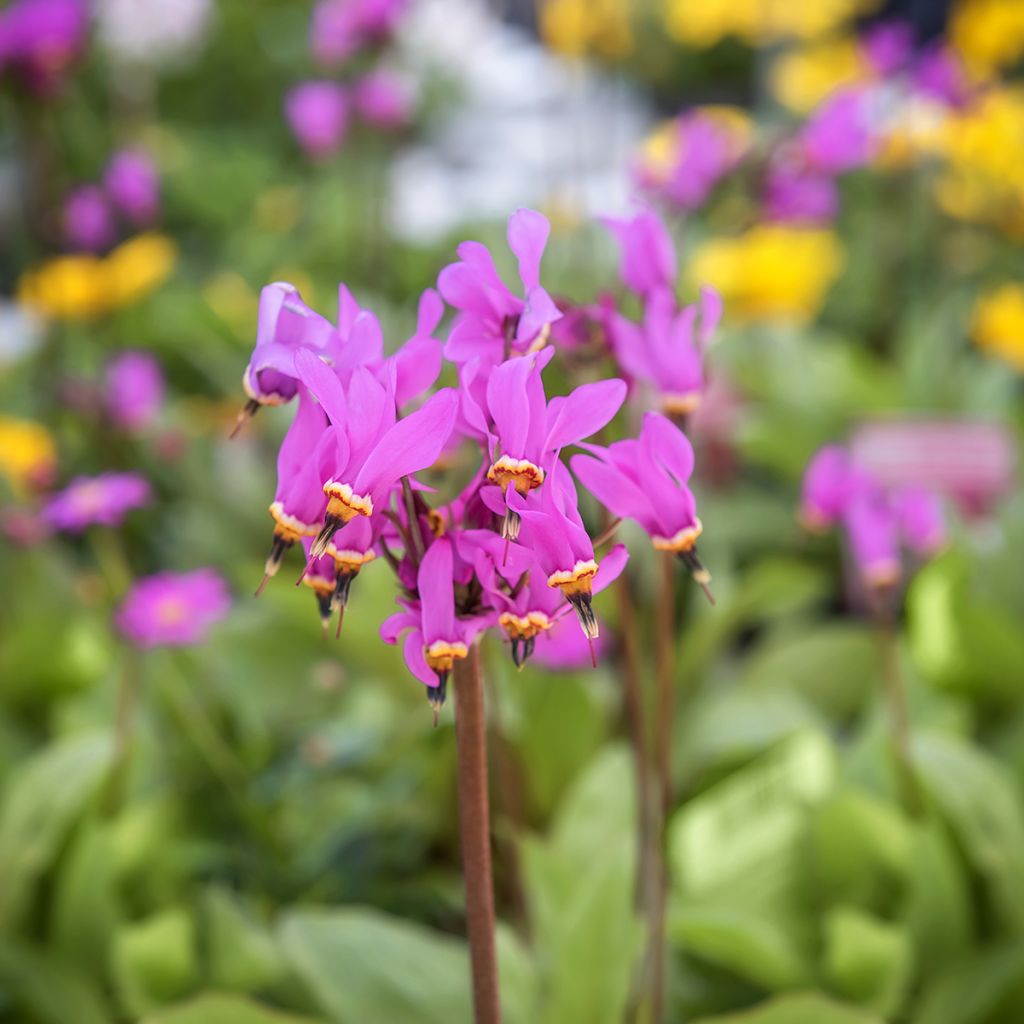 Dodecatheon meadia - Primula de las praderas