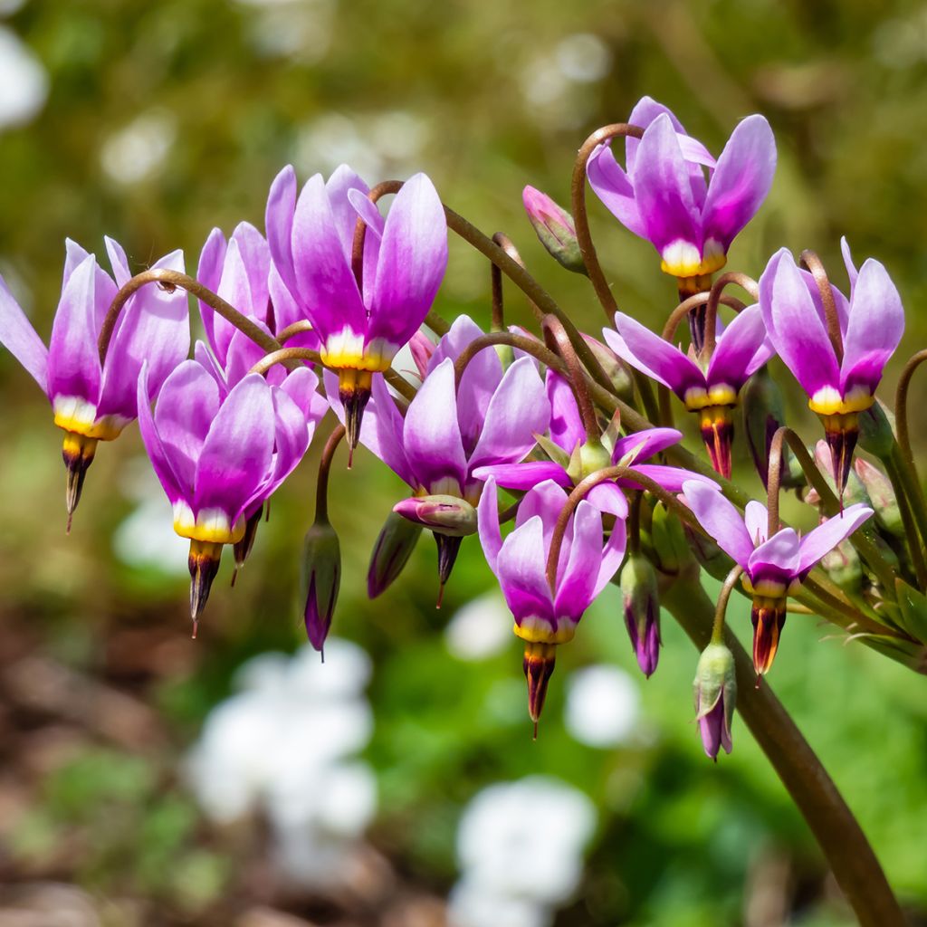 Dodecatheon meadia - Primula de las praderas