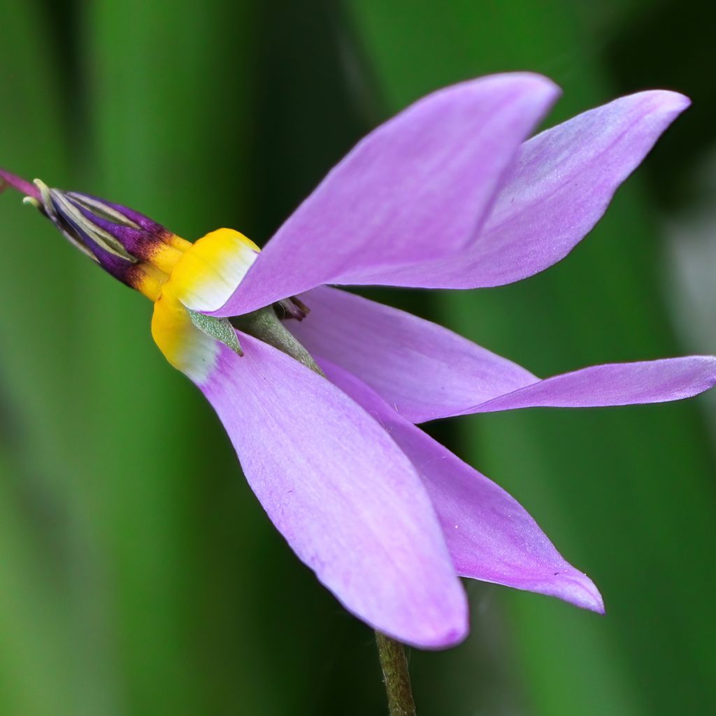 Dodecatheon meadia - Primula de las praderas