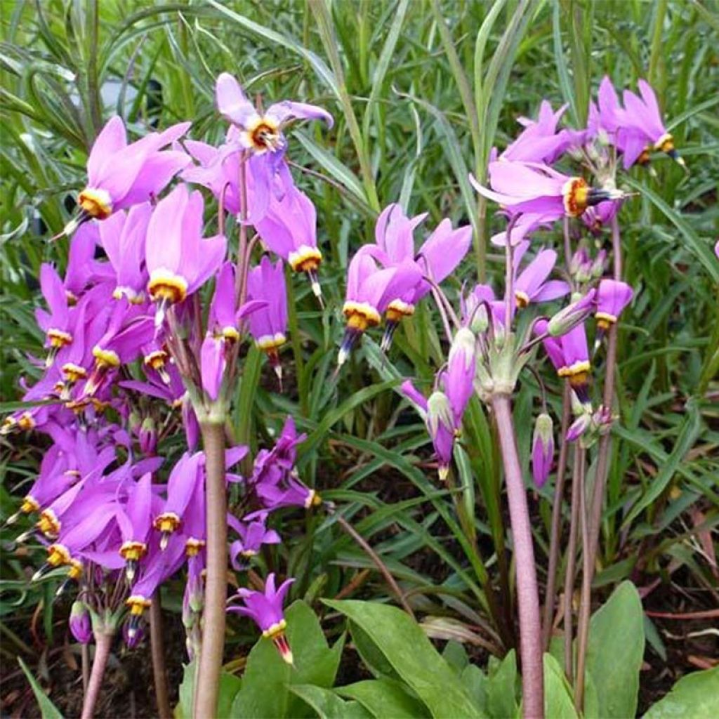 Dodecatheon meadia Queen Victoria - Primula de las praderas