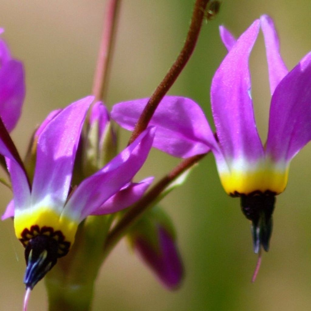 Dodecatheon meadia Queen Victoria - Primula de las praderas