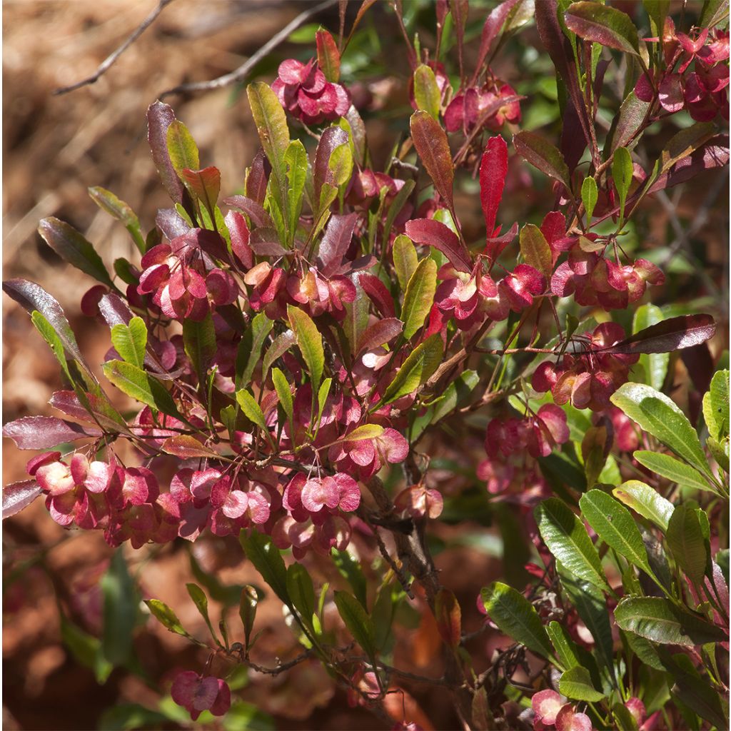 Dodonea viscosa Purpurea - Dodonée visqueuse