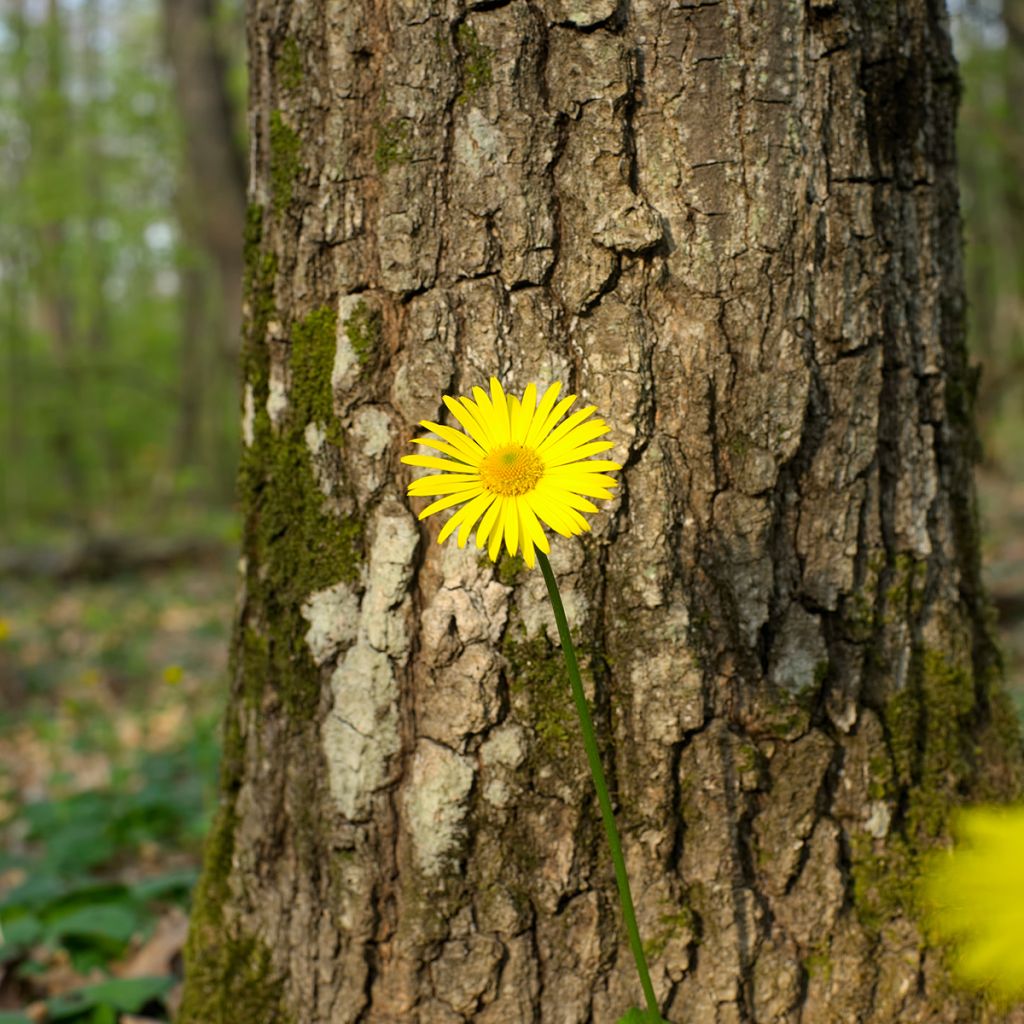 Doronicum pardalianches - Dorónico leopardo