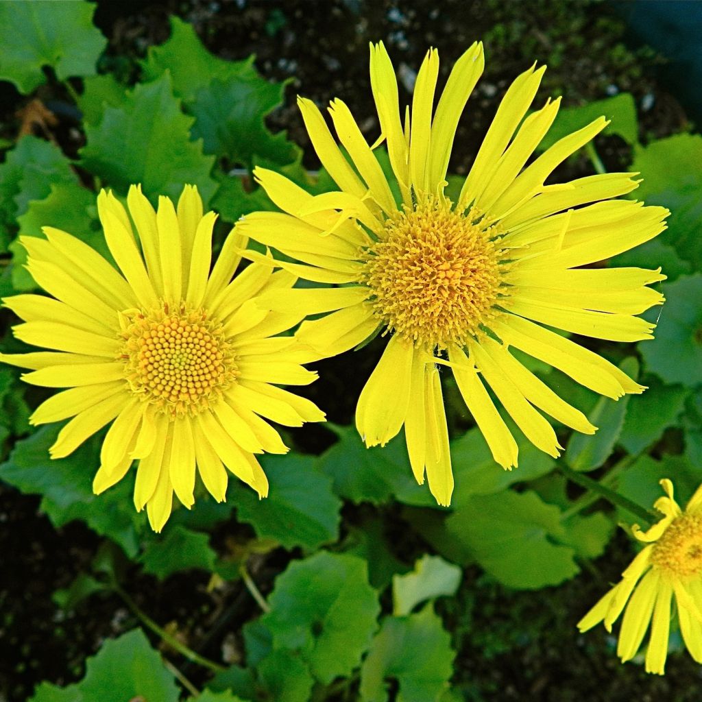 Doronicum orientale Little Leo - Doronic du Caucase