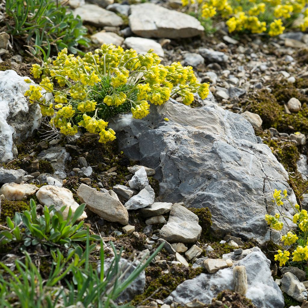 Draba aizoides - Draba amarilla