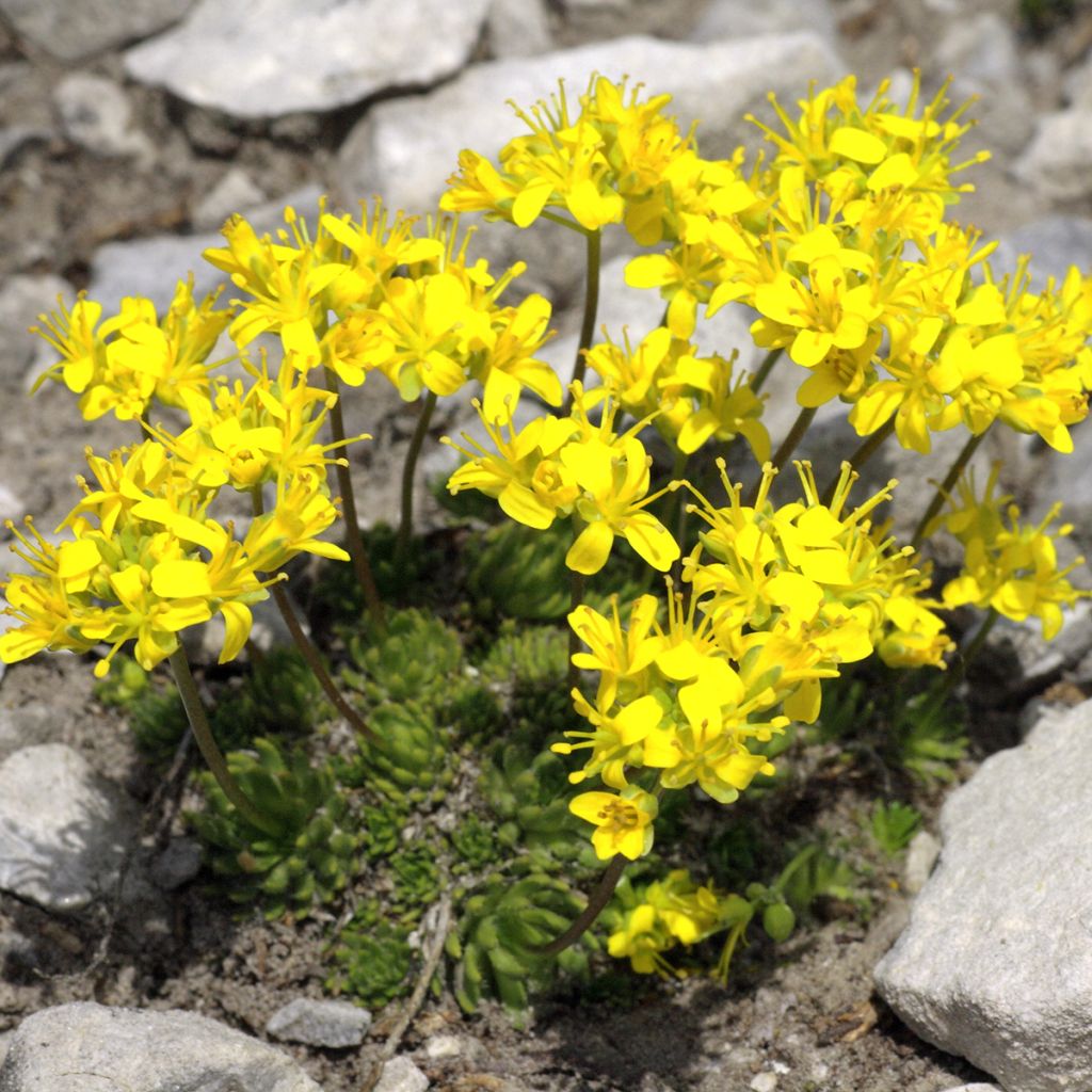 Draba aizoides - Draba amarilla