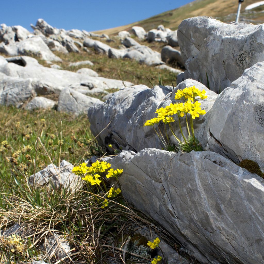 Draba aizoides - Draba amarilla