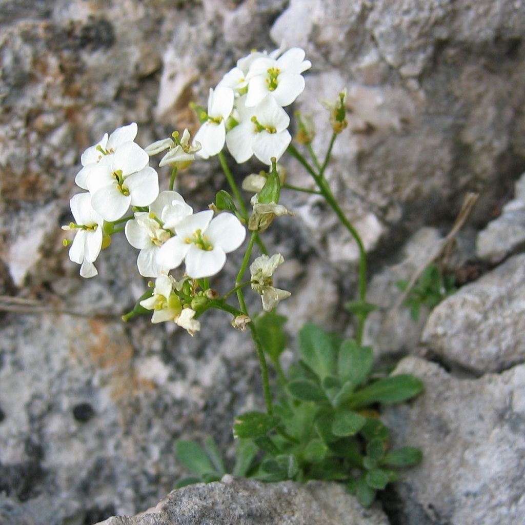 Draba sakuraii