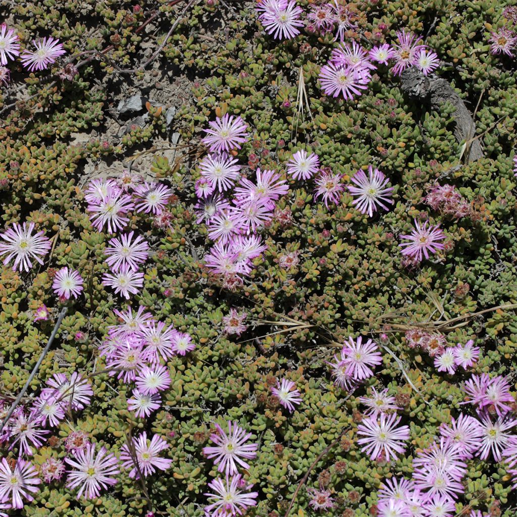 Drosanthemum candens (= floribundum)