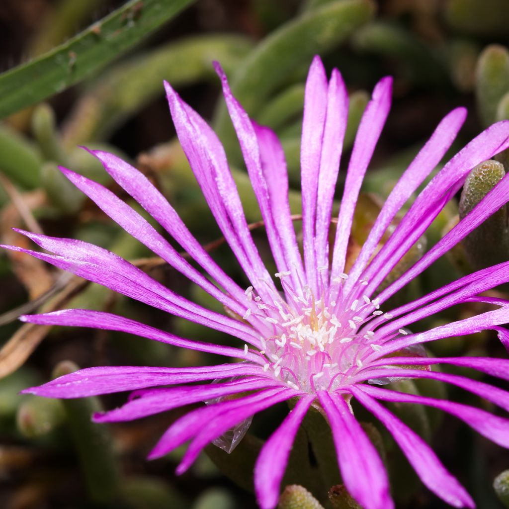 Drosanthemum candens