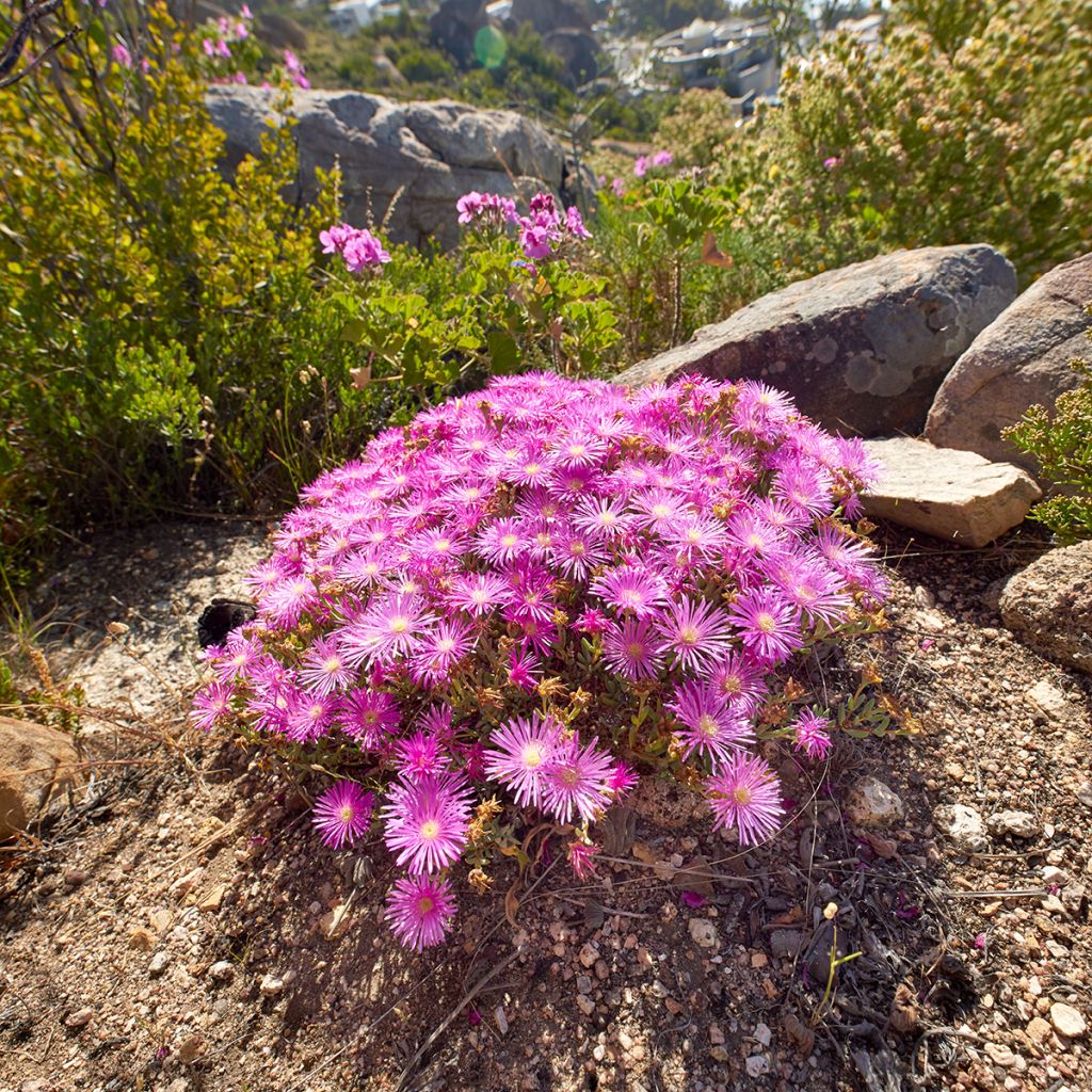 Drosanthemum candens