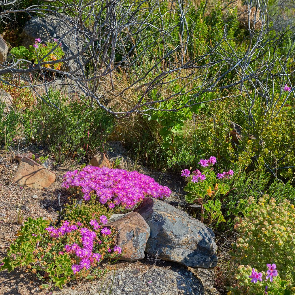 Drosanthemum candens