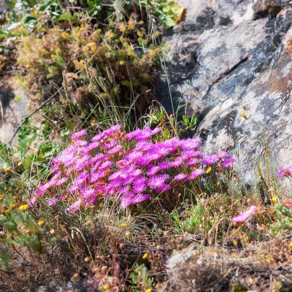 Drosanthemum candens