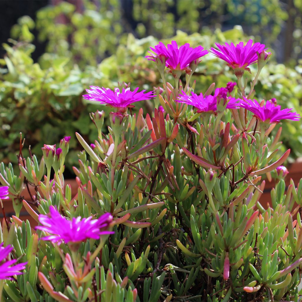 Drosanthemum hispidum - Grain de riz