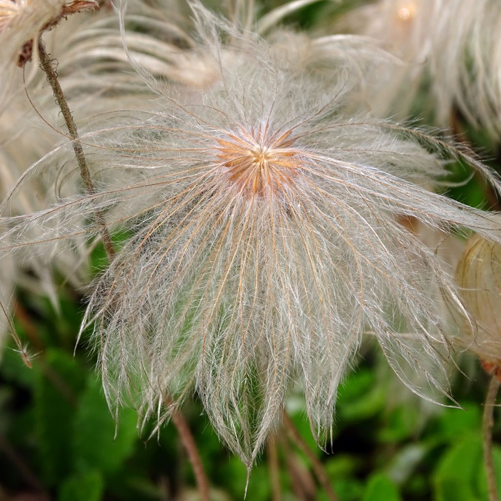 Dryas suendermannii - Dryade