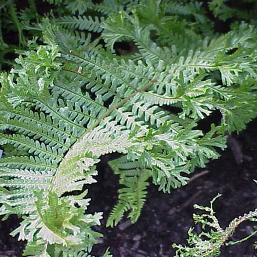 Dryopteris affinis Cristata - Falso helecho macho