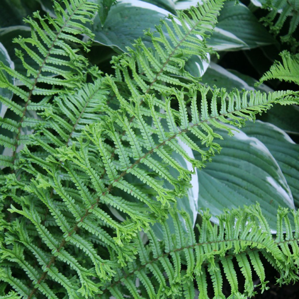 Dryopteris affinis Cristata - Falso helecho macho