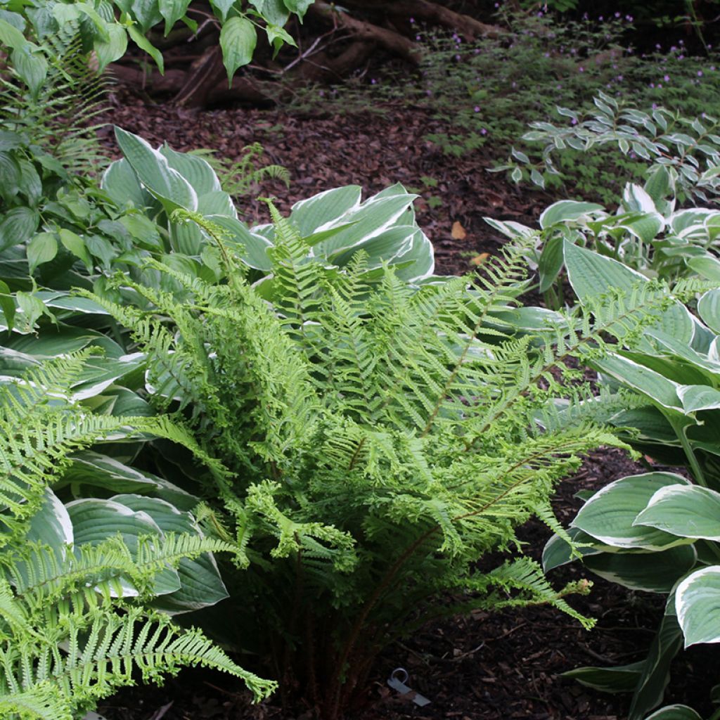 Dryopteris affinis Cristata - Falso helecho macho