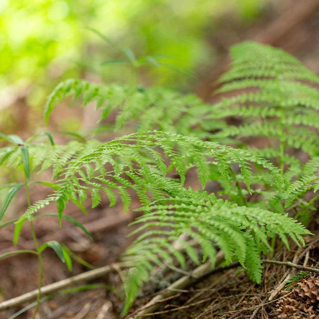 Dryopteris carthusiana - Fougère ou Dryoptéride des chartreux