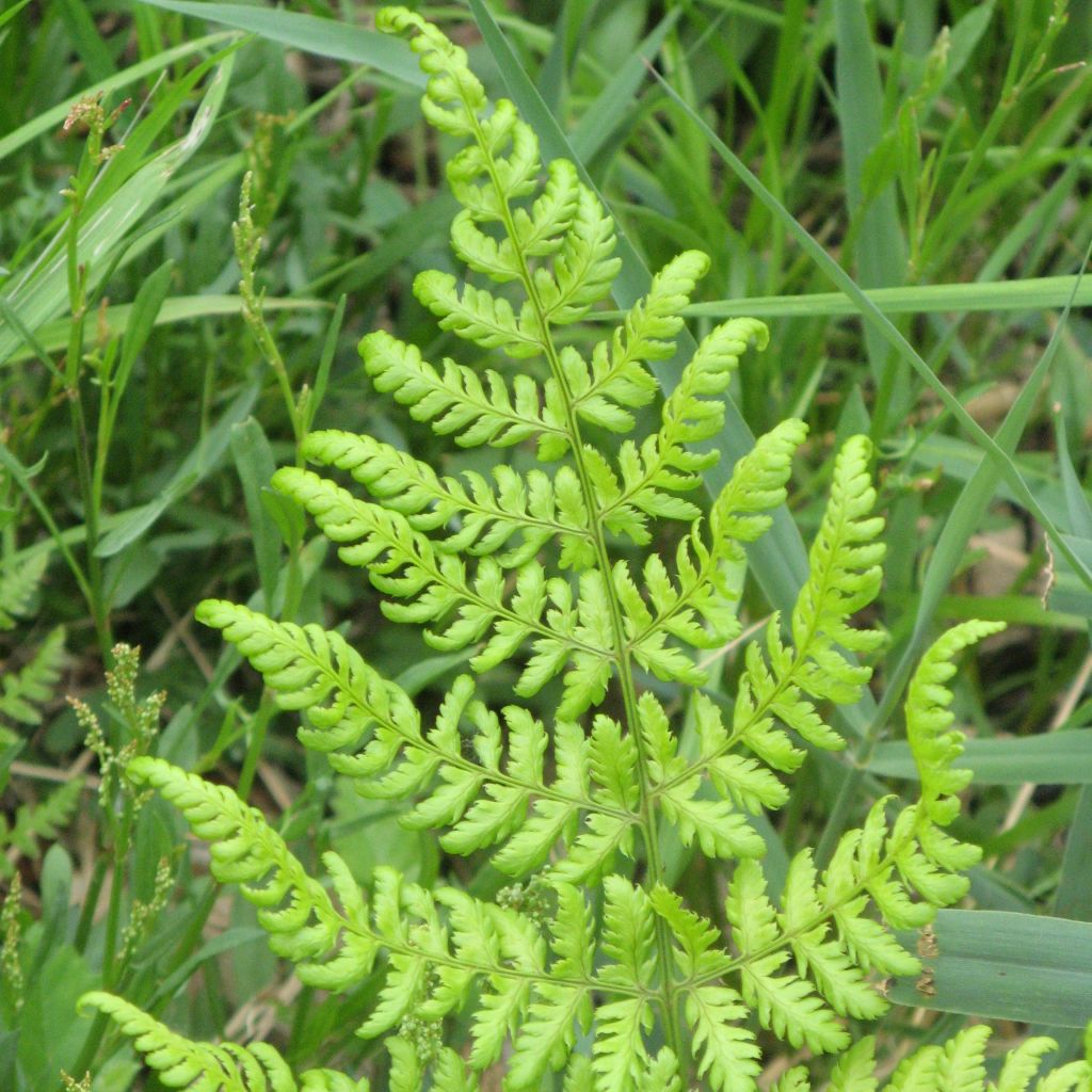 Fougère, Dryopteris dilatata