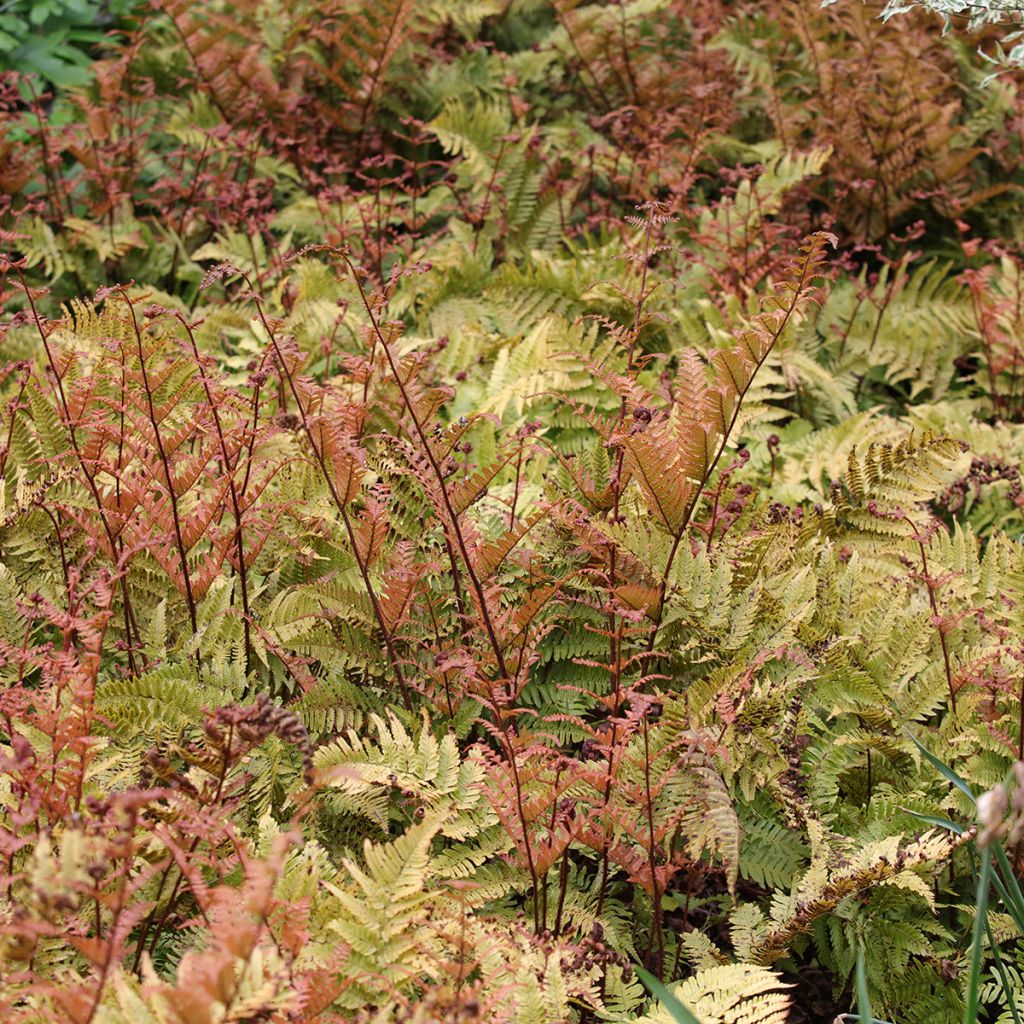 Dryopteris erythrosora - Helecho macho de sori rojos