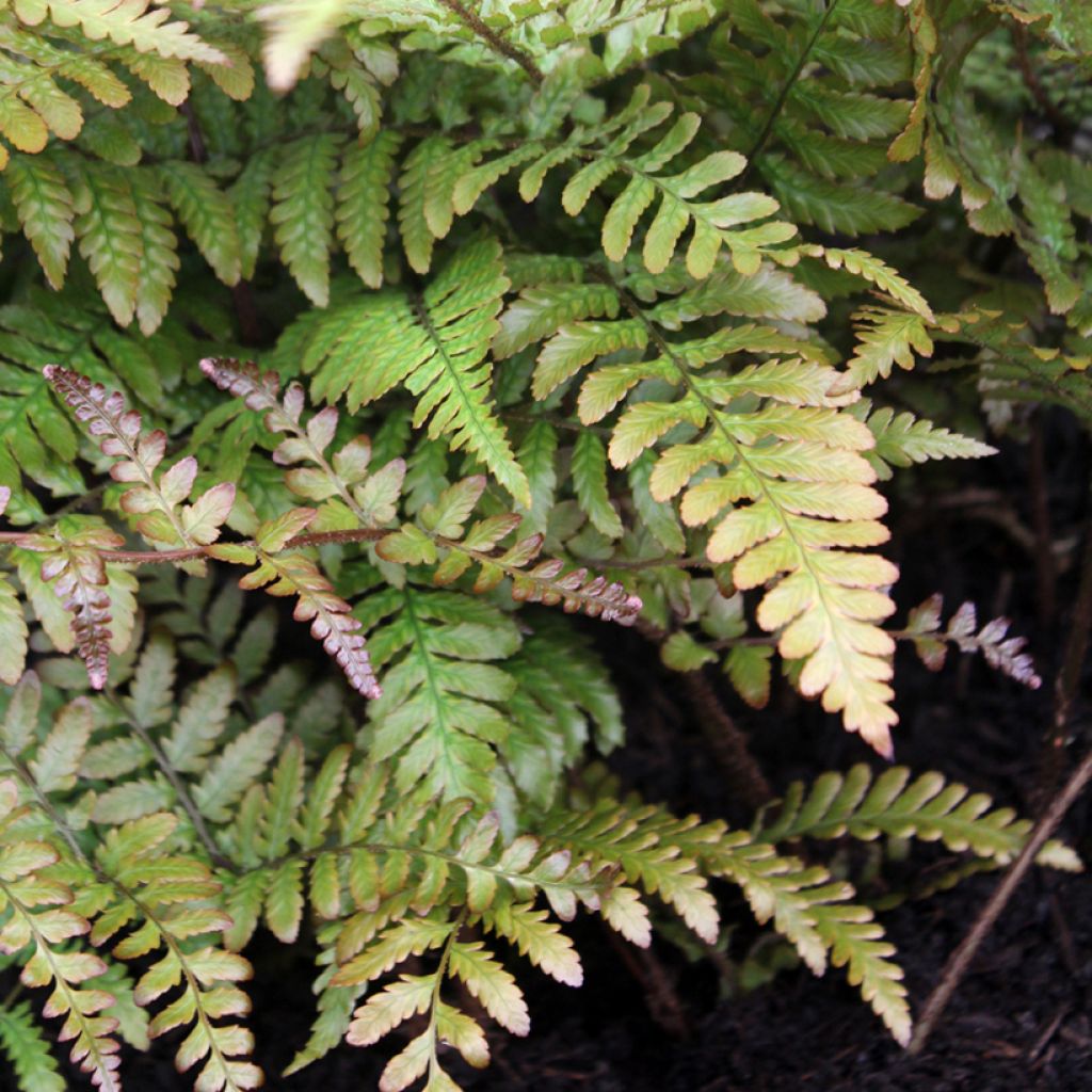 Dryopteris erythrosora Prolifica - Helecho macho de sori rojos