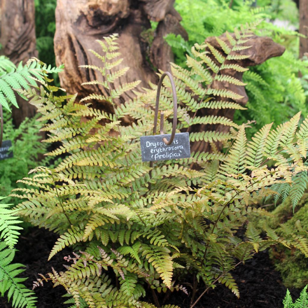 Dryopteris erythrosora Prolifica - Helecho macho de sori rojos