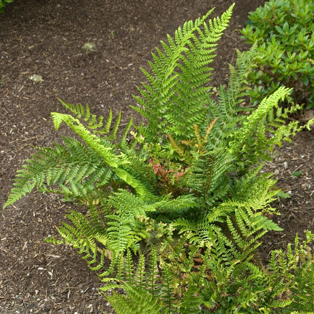 Dryopteris erythrosora Prolifica - Helecho macho de sori rojos